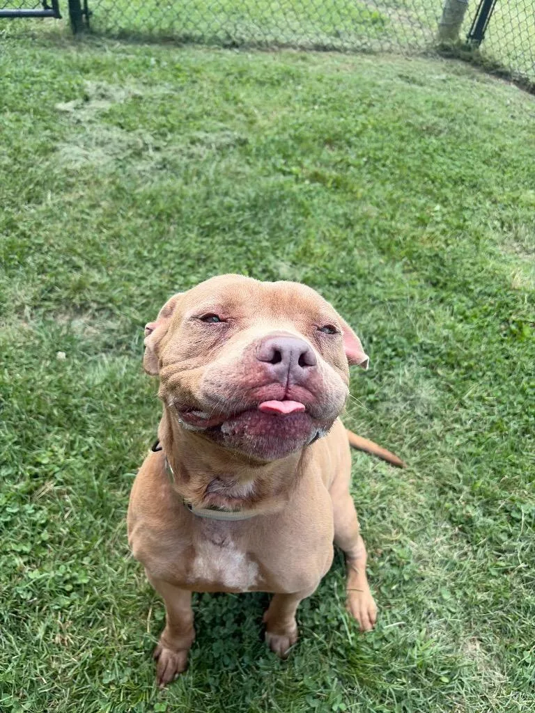 An adult large-sized female Mixed Breed dog named Harleigh for adoption in Gallatin, TN