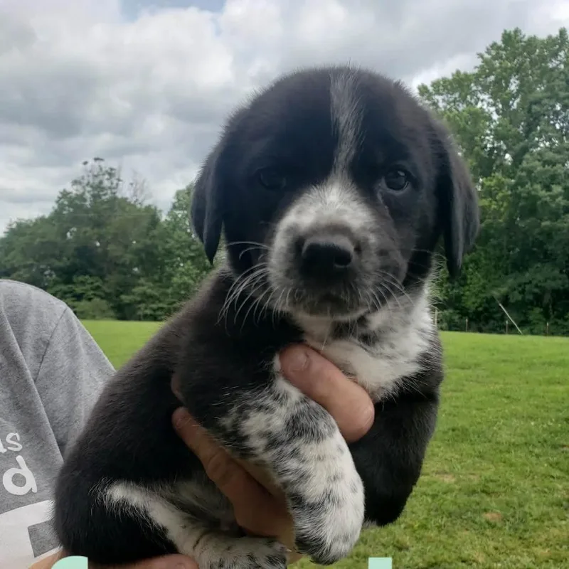 A baby medium-sized female Black Border Collie dog named NY Lissy avail Jul for adoption in Stormville, NY
