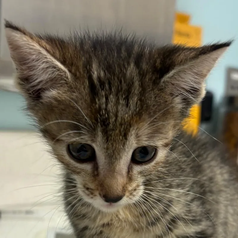 A baby small-sized female Brown / Chocolate Domestic Short Hair cat named Skipper for adoption in Jacksonville, FL