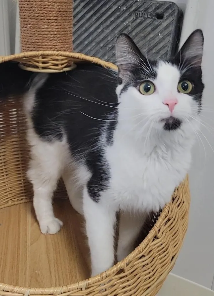A young medium-sized female Domestic Medium Hair cat named Champagne for adoption in Sandusky, OH