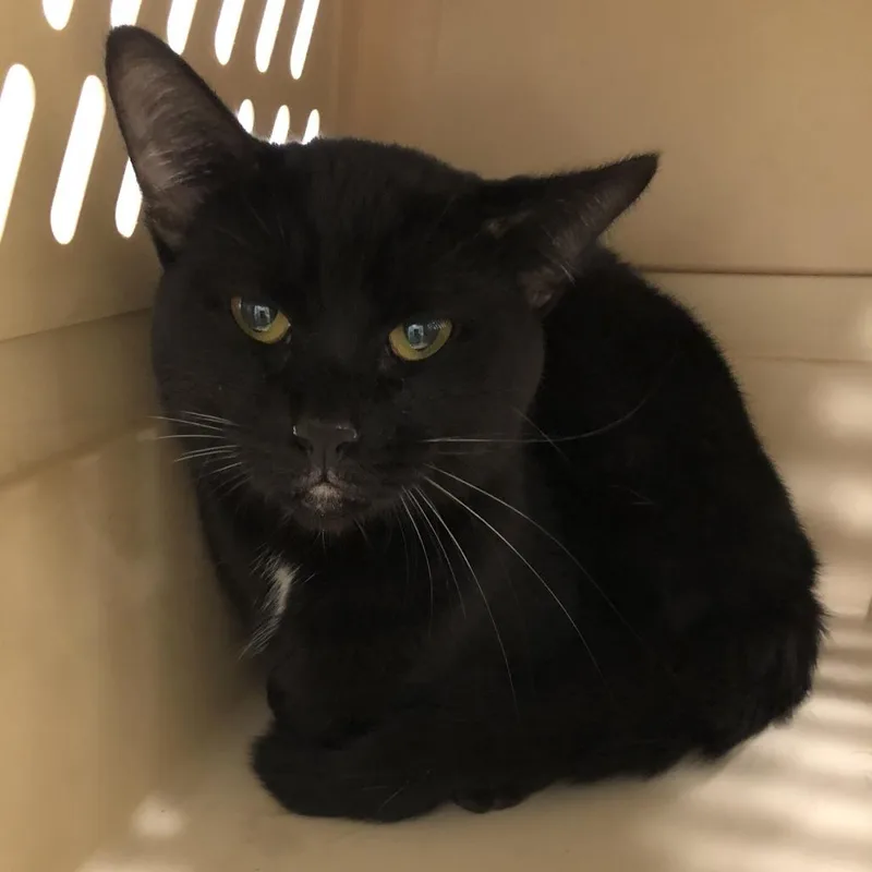 An adult medium-sized male Black Domestic Short Hair cat named Avcadio for adoption in Oak Park, IL
