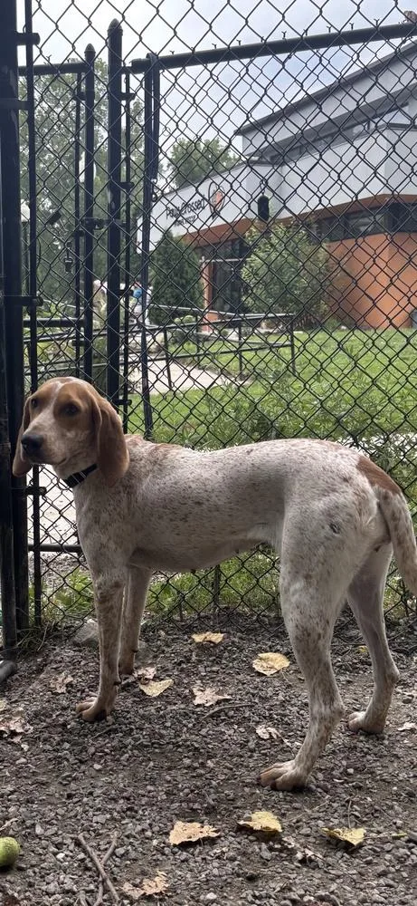 An adult medium-sized female Hound dog named Belle for adoption in Elmsford, NY