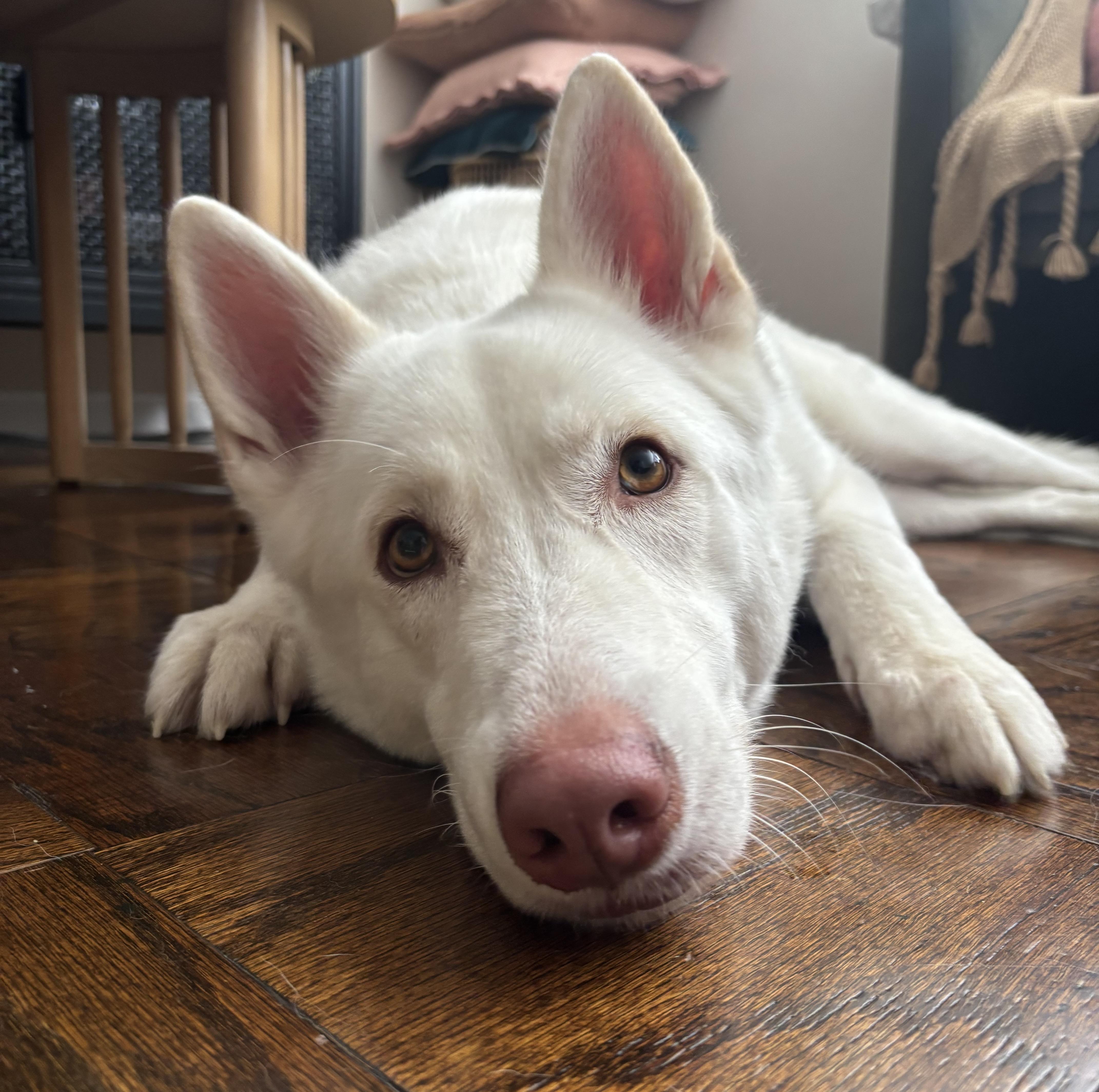 An adult large-sized male German Shepherd Dog dog named Shiloh for adoption in Brooklyn, NY