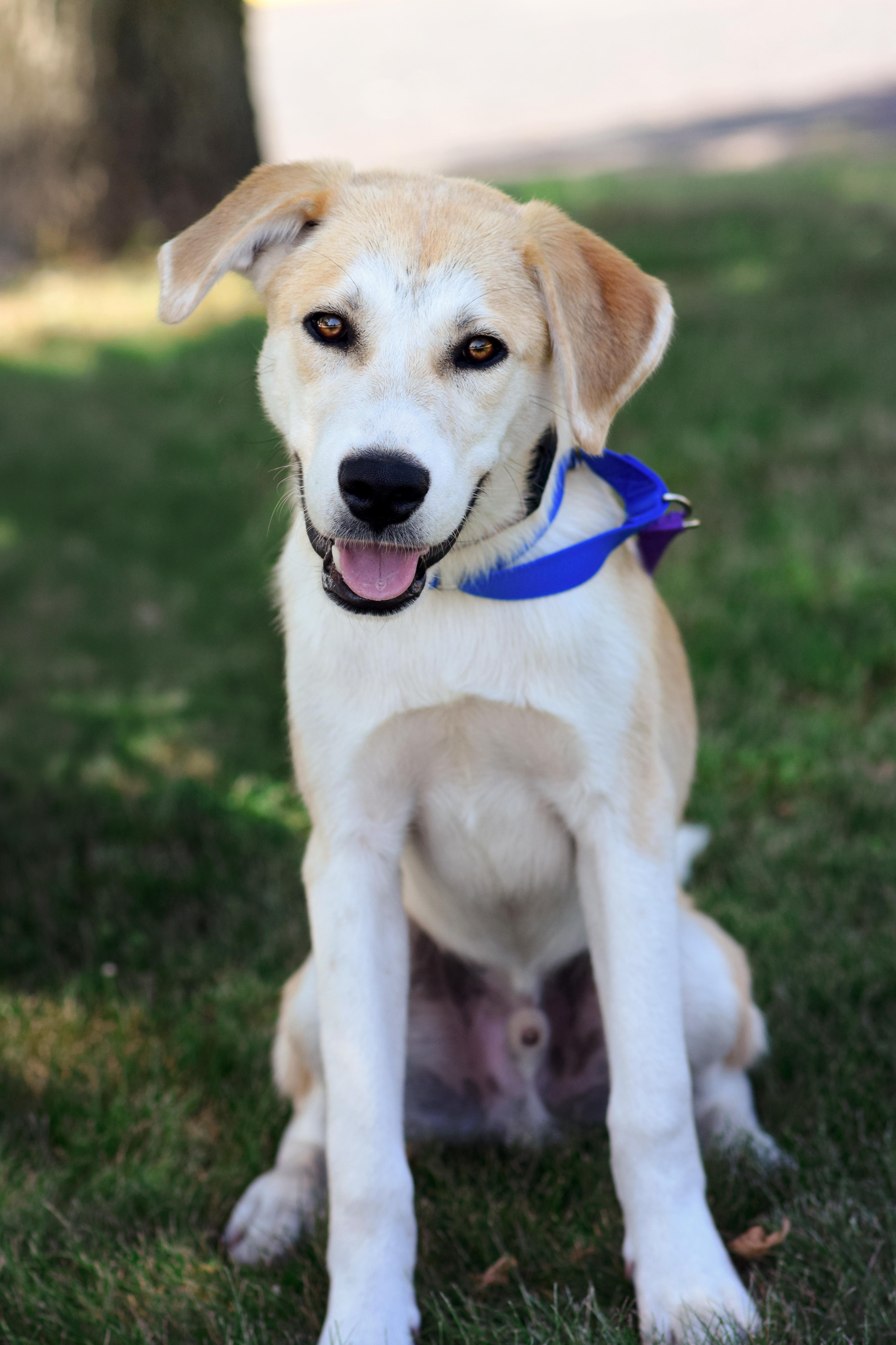 A baby large-sized male Labrador Retriever dog named Buddy for adoption in Monticello, MN