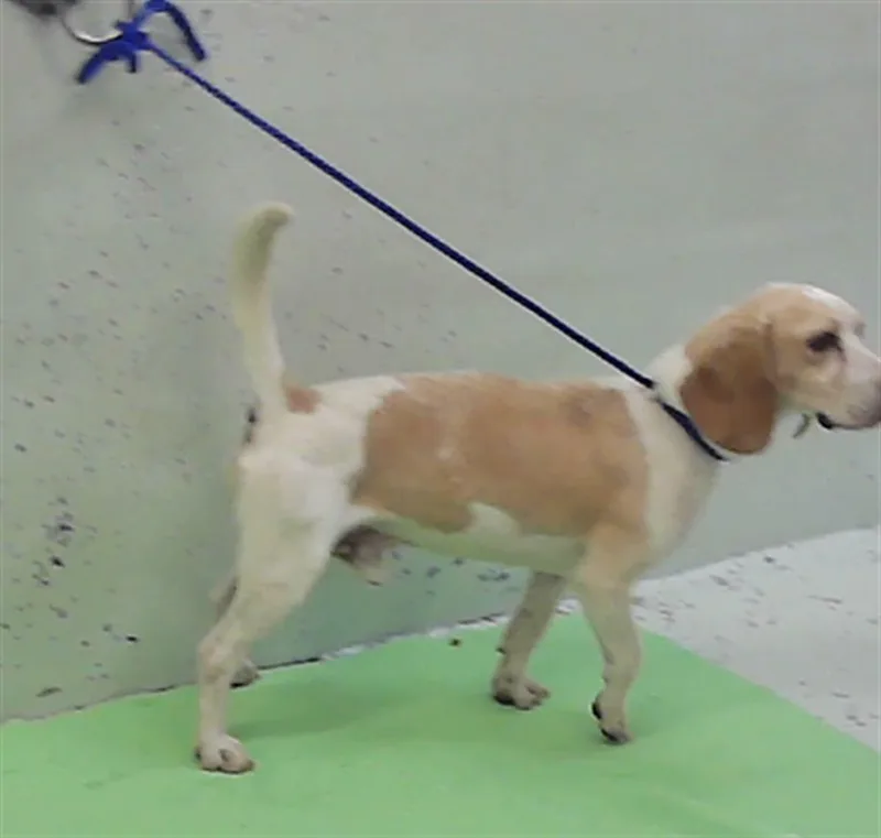 An adult medium-sized male Beagle dog named A for adoption in Houston, TX