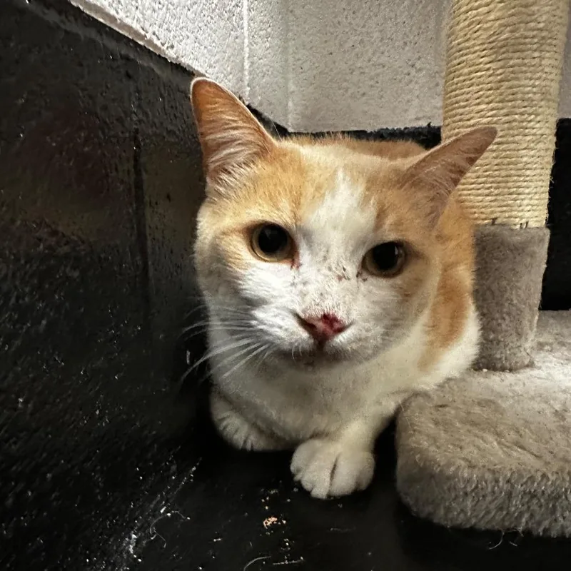 An adult extra large-sized male Orange / Red Domestic Short Hair cat named Doughboy for adoption in Gadsden, AL