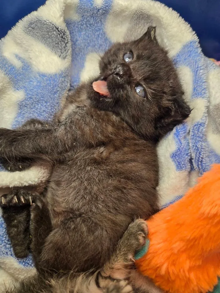 A baby medium-sized male Black Domestic Short Hair cat named Albert for adoption in Salinas, CA