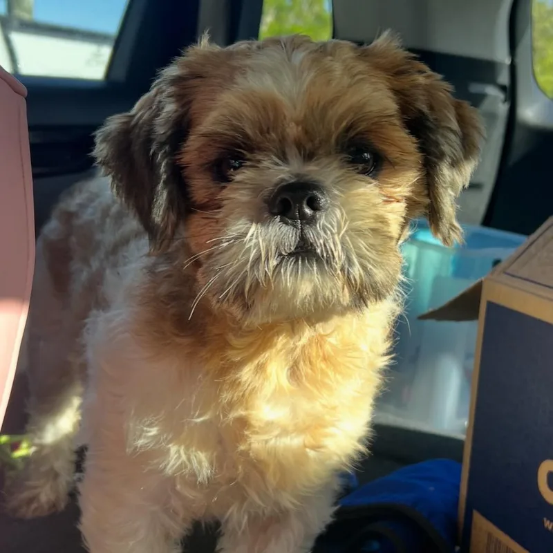 Teddy