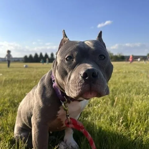 An adult medium-sized female Gray / Blue / Silver Pit Bull Terrier dog named Violet for adoption in Cary, IL