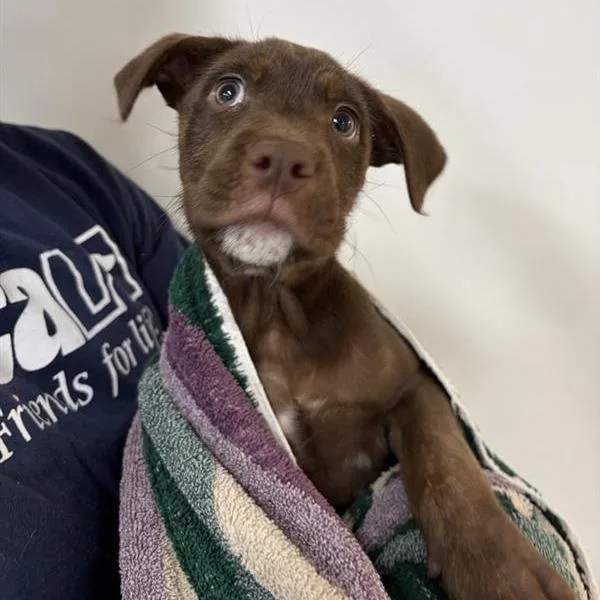 A baby medium-sized male Brown / Chocolate Labrador Retriever dog named Keeper for adoption in Long Beach, CA