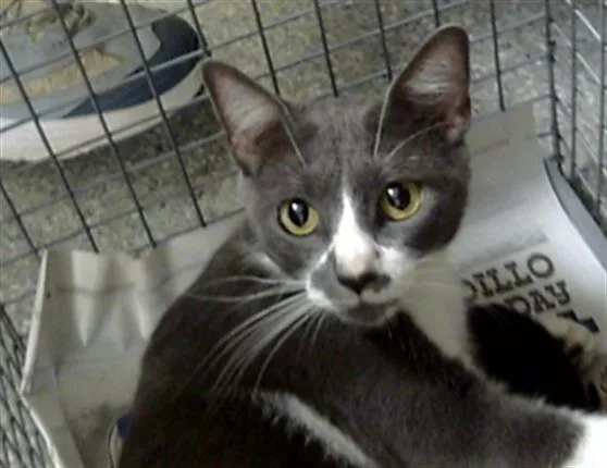 An adult large-sized female Domestic Short Hair cat named Amaya for adoption in Pasadena, TX