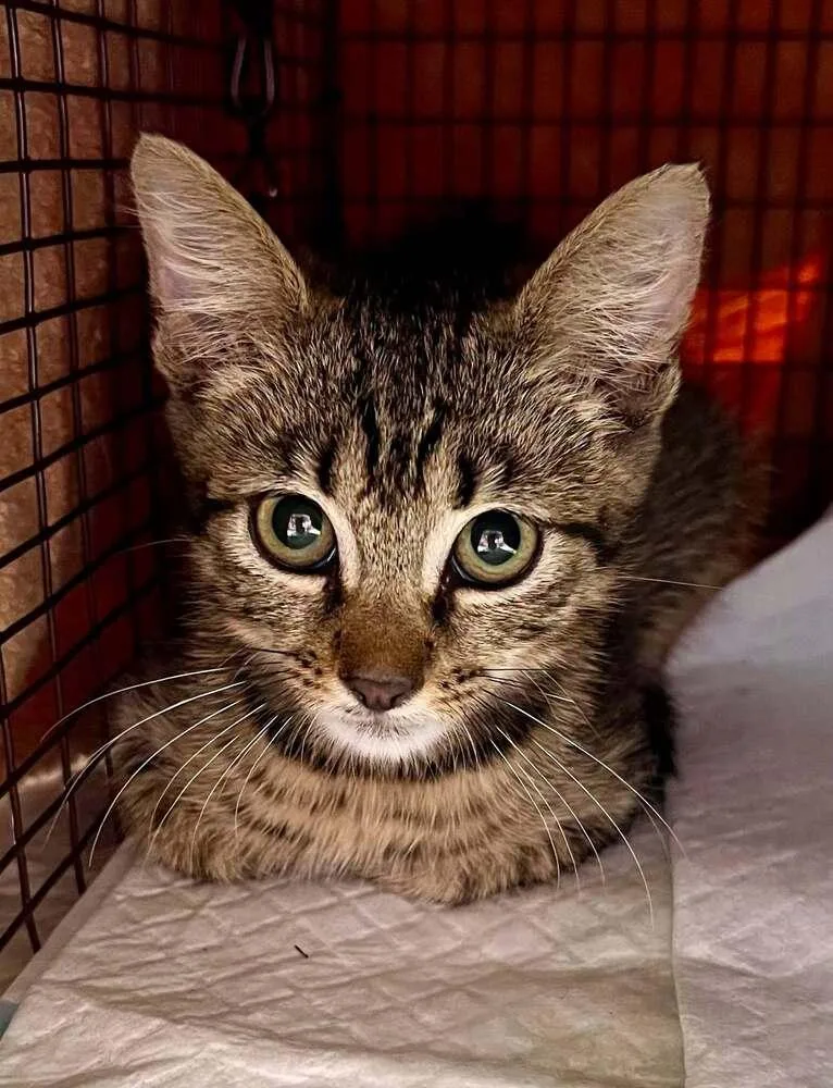 A baby medium-sized male Brown / Chocolate Domestic Short Hair cat named Gibson for adoption in Ocala, FL