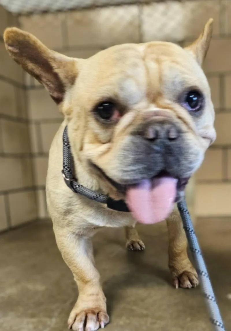 A senior small-sized female Yellow / Tan / Blond / Fawn French Bulldog dog named Wheezy Hold for adoption in Canton, OH