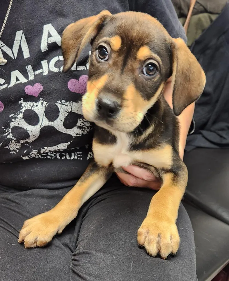 A baby medium-sized male Rottweiler dog named Duncan for adoption in Walnutport, PA