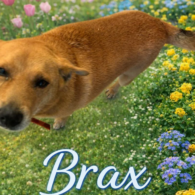 An adult medium-sized male Brown / Chocolate Feist dog named Brax for adoption in Hohenwald, TN