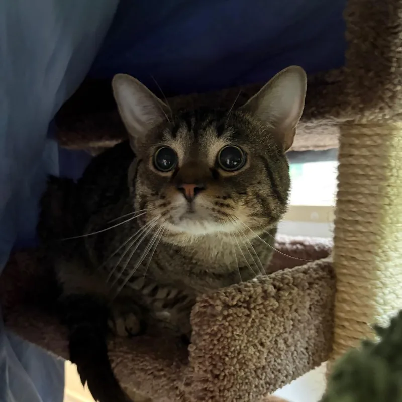 An adult large-sized male Brown / Chocolate Domestic Short Hair cat named Steve for adoption in Bedford, NH