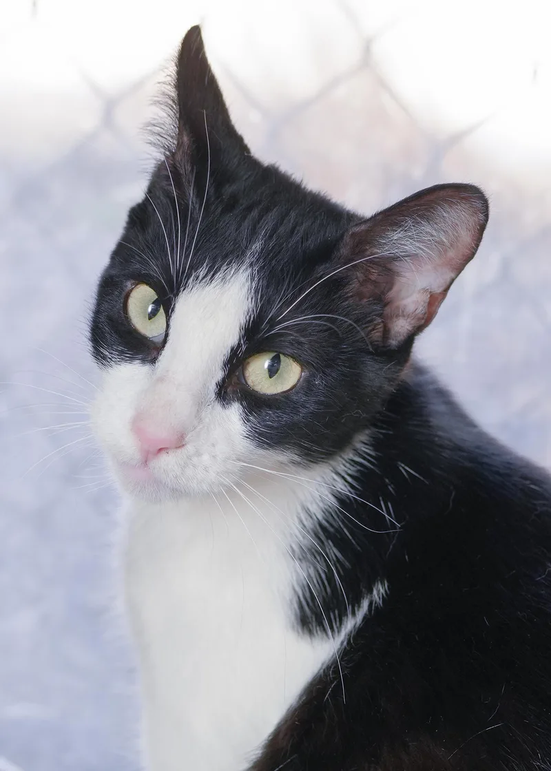 An adult medium-sized female Black & White / Tuxedo Domestic Short Hair cat named Regina for adoption in Boise, ID