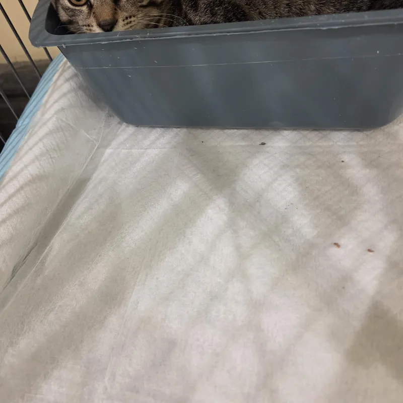 A baby medium-sized male Gray / Blue / Silver American Shorthair cat named Simba for adoption in Brooklyn, NY