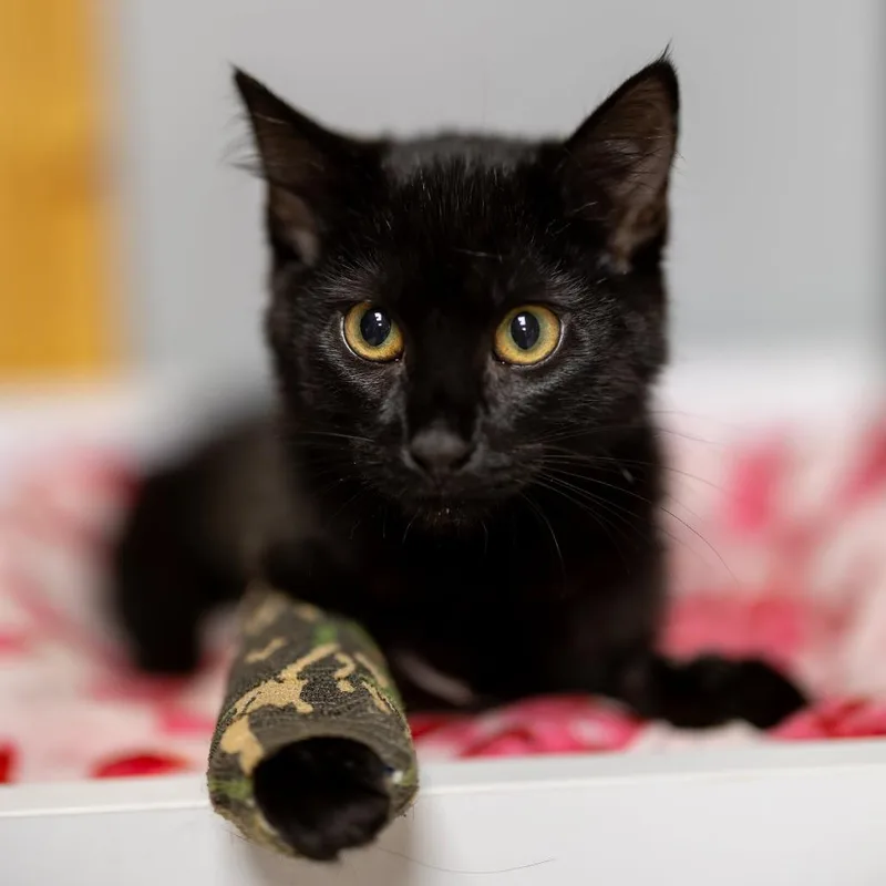 A baby small-sized female Black Domestic Short Hair cat named Cookie for adoption in Brighton, MO