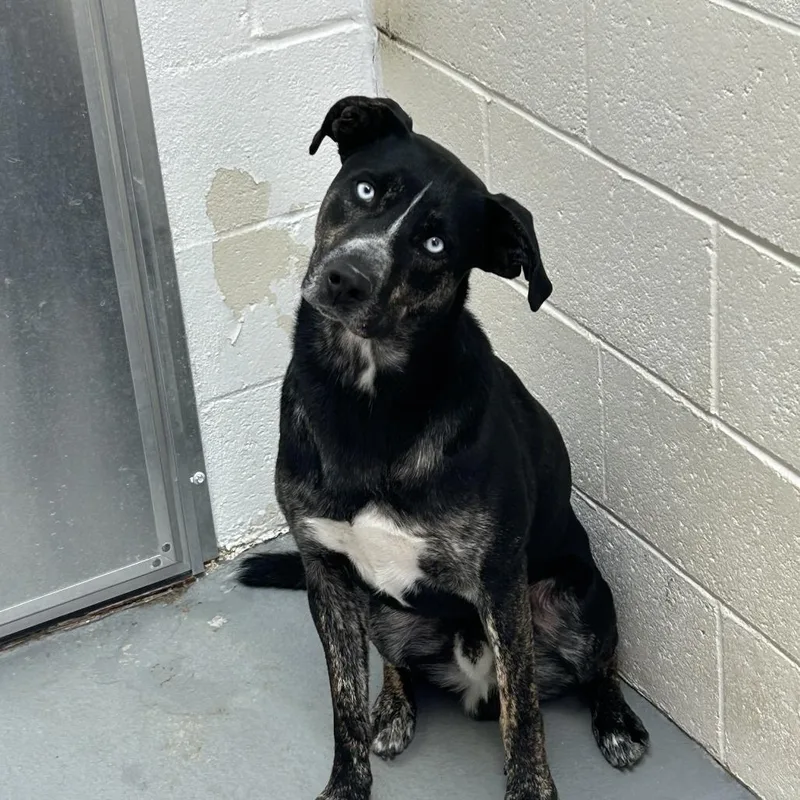 An adult medium-sized male Gray / Blue / Silver Catahoula Leopard Dog dog named Frank aka for adoption in Carlin, NV