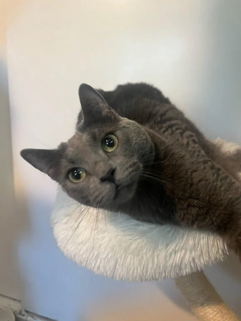 A young medium-sized female Russian Blue cat named Tia for adoption in Los Angeles, CA
