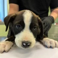 A young large-sized male Shepherd dog named Simba for adoption in Kansas City, MO