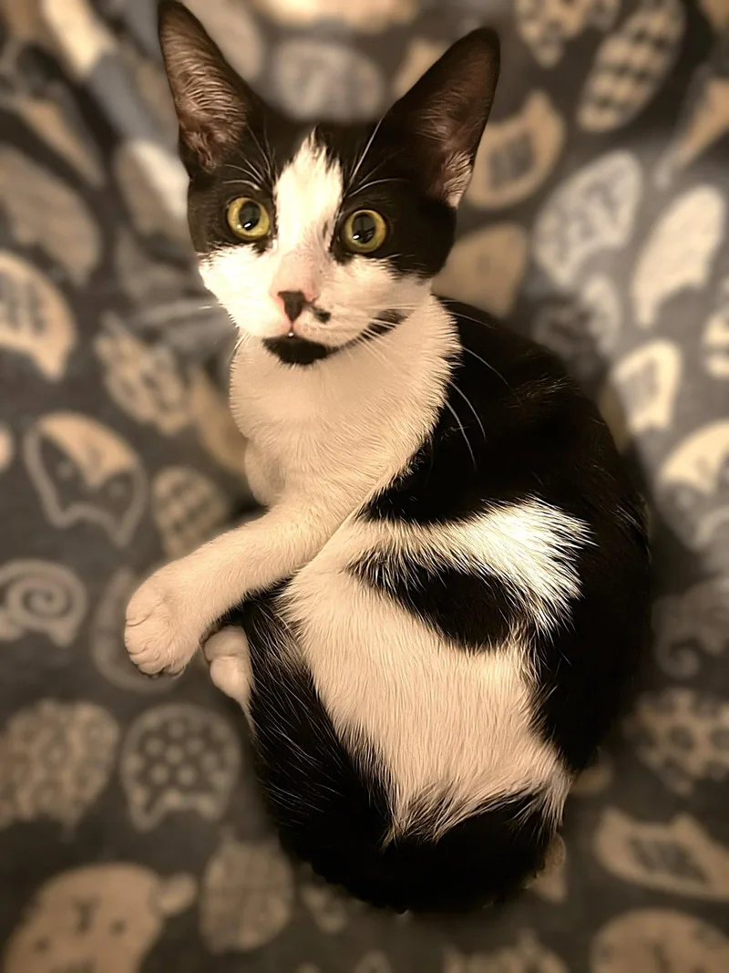 A baby medium-sized male Black & White / Tuxedo Domestic Short Hair cat named Cloud for adoption in Fort Myers, FL