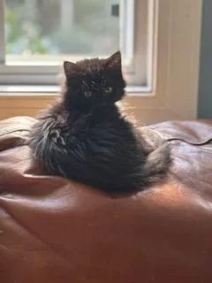 A baby medium-sized female Domestic Long Hair cat named Katniss for adoption in Waxhaw, NC
