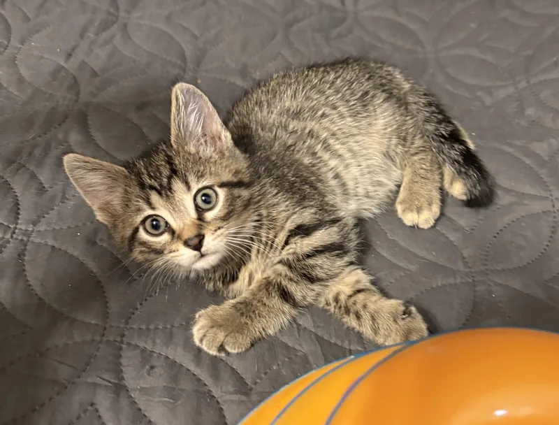 A baby medium-sized male Tabby (Brown / Chocolate) Tabby cat named Timothy for adoption in New Albany, OH