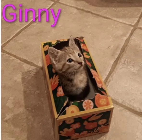 A baby medium-sized female Domestic Short Hair cat named Ginny for adoption in Crown Point, IN