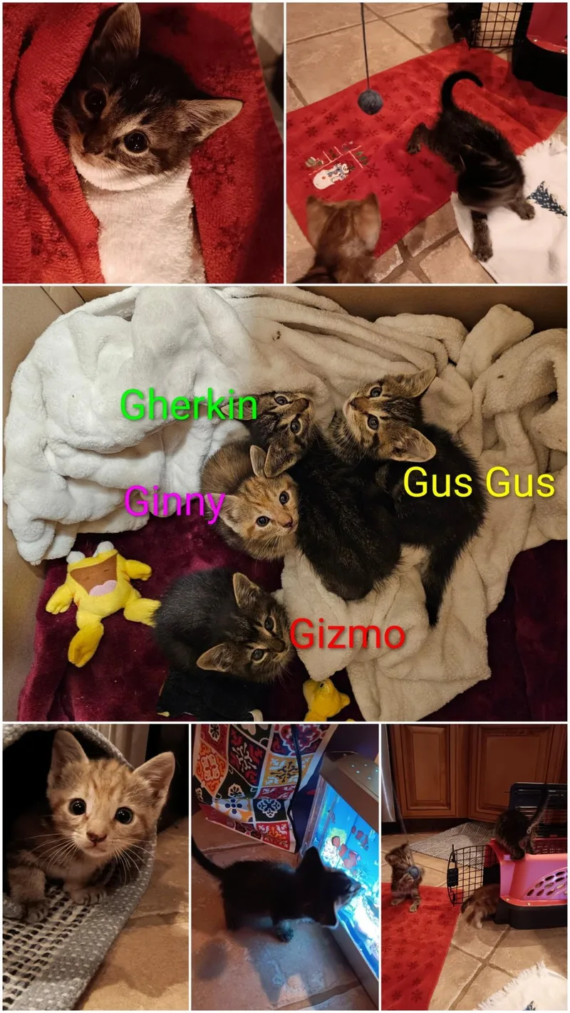 Ginny thumbnail 2