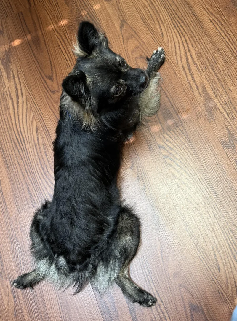 Maverick