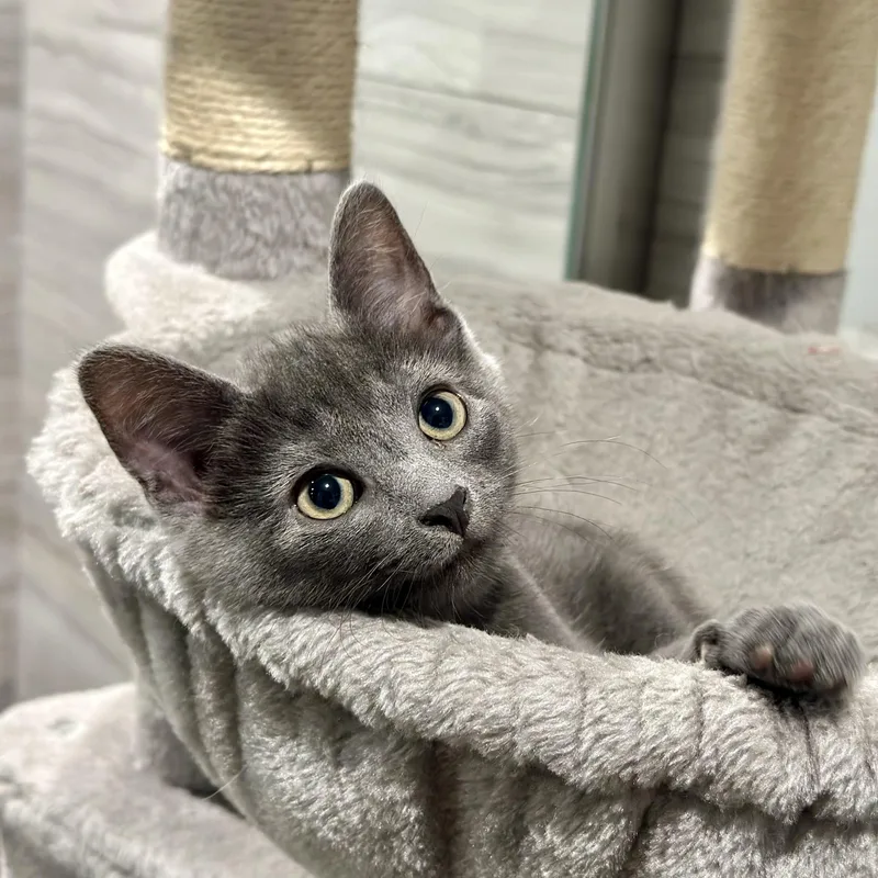 A baby medium-sized male Gray / Blue / Silver Domestic Short Hair cat named Bongo for adoption in Pontiac, MI