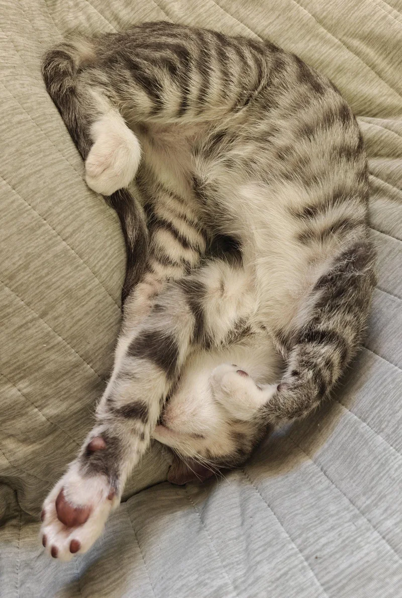 A young medium-sized male Domestic Short Hair cat named Roark for adoption in Phoenix, AZ