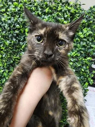 A baby small-sized female Domestic Short Hair cat named Tessa $ for adoption in Seneca, SC