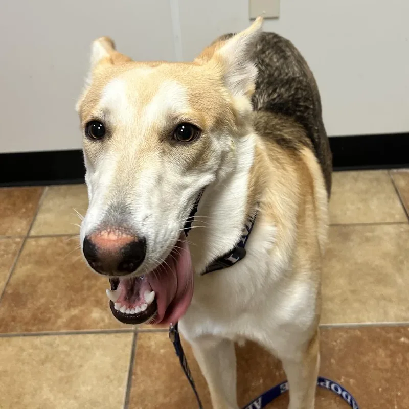 A young small-sized female Shepherd dog named FWT Lillie for adoption in Midland, TX