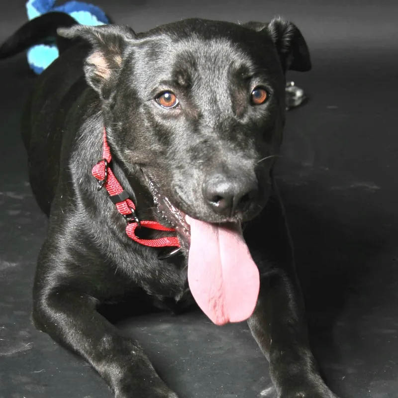 Pj Loving And Playful thumbnail 3