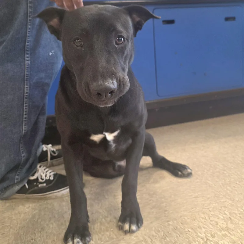 Pj Loving And Playful thumbnail 5