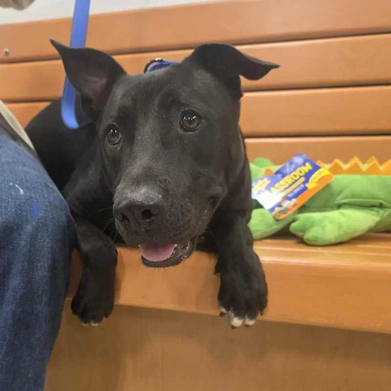 Pj Loving And Playful