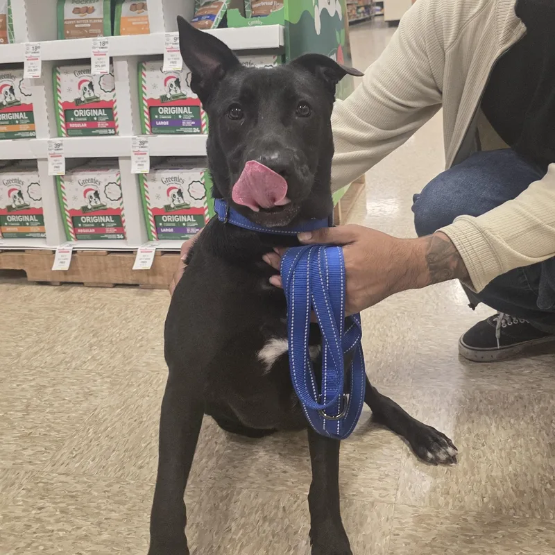 Pj Loving And Playful thumbnail 6