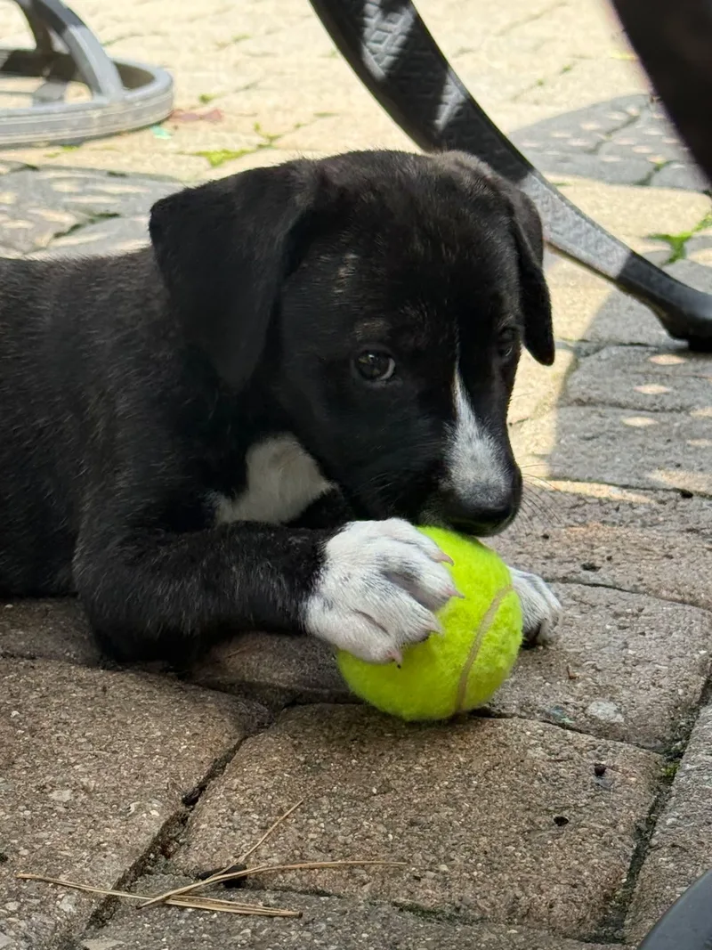 A baby medium-sized male Brindle Pit Bull Terrier dog named Mikey for adoption in Lewis Center, OH
