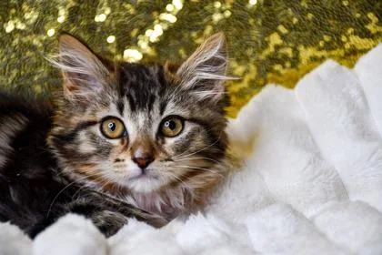 A baby small-sized female Domestic Medium Hair cat named Ember for adoption in Yakima, WA