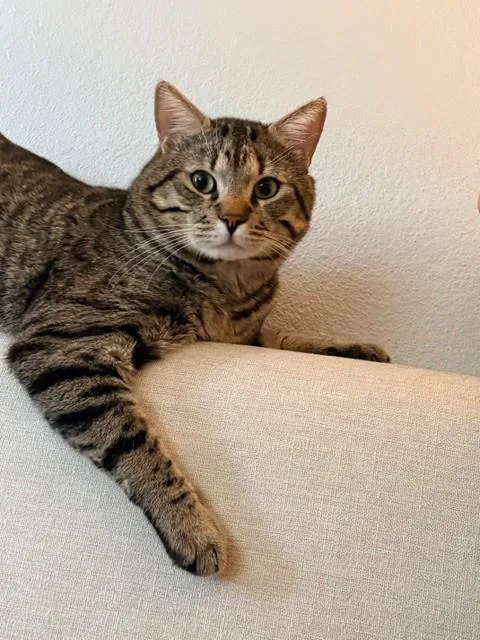 An adult medium-sized male Domestic Short Hair cat named Jaspurr for adoption in Long Beach, CA