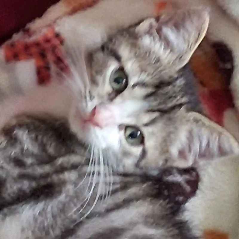Bonnie thumbnail 2