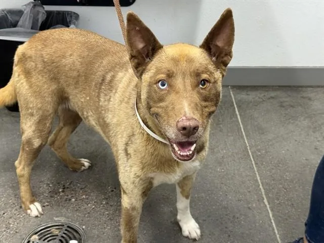 An adult large-sized female Siberian Husky dog named Cookie for adoption in Mesa, AZ