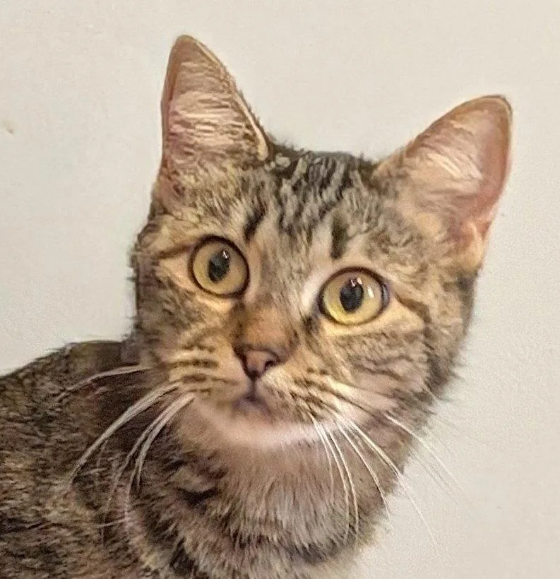 An adult medium-sized female Domestic Short Hair cat named Emma for adoption in Shawnee, KS