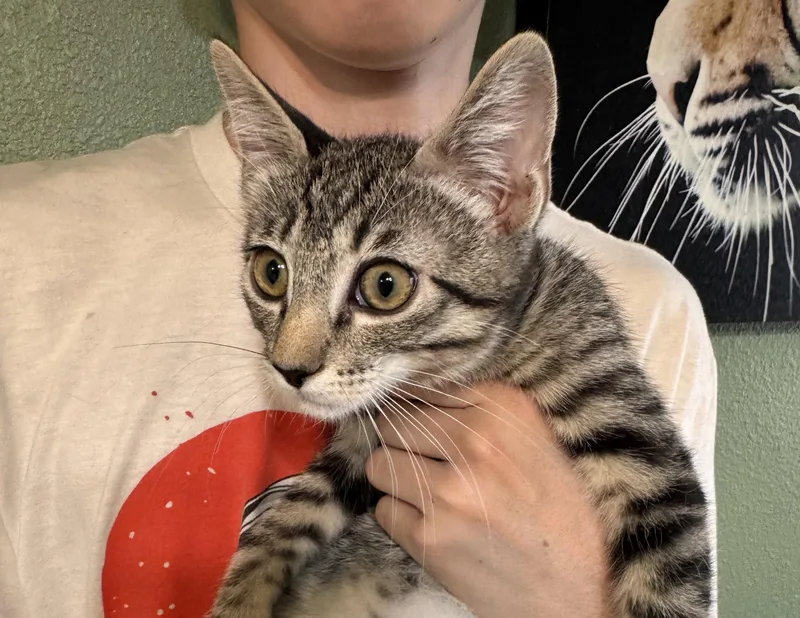 A baby medium-sized male Tabby cat named Marvin for adoption in Napa, CA