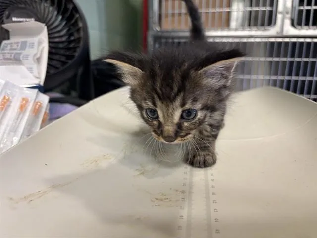 A baby small-sized male Domestic Short Hair cat named Demarco for adoption in Grand Prairie, TX