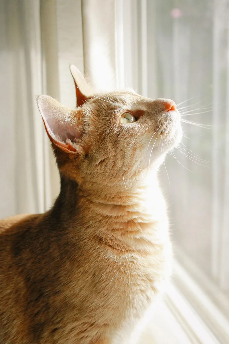 Butternut thumbnail 2