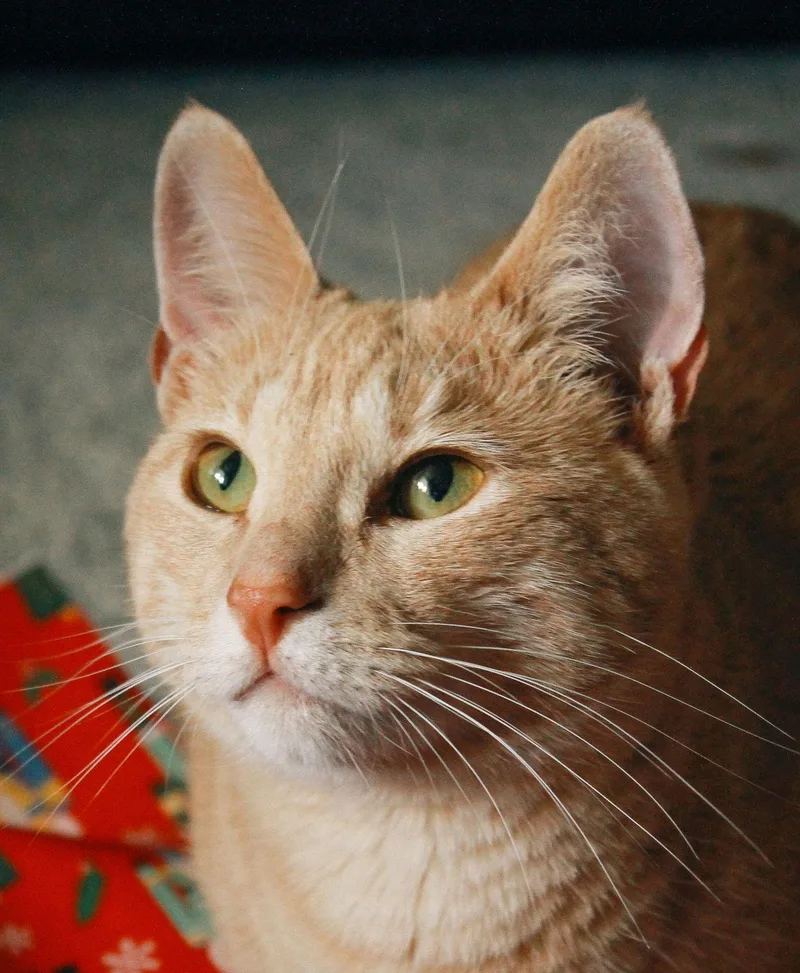 Butternut thumbnail 3